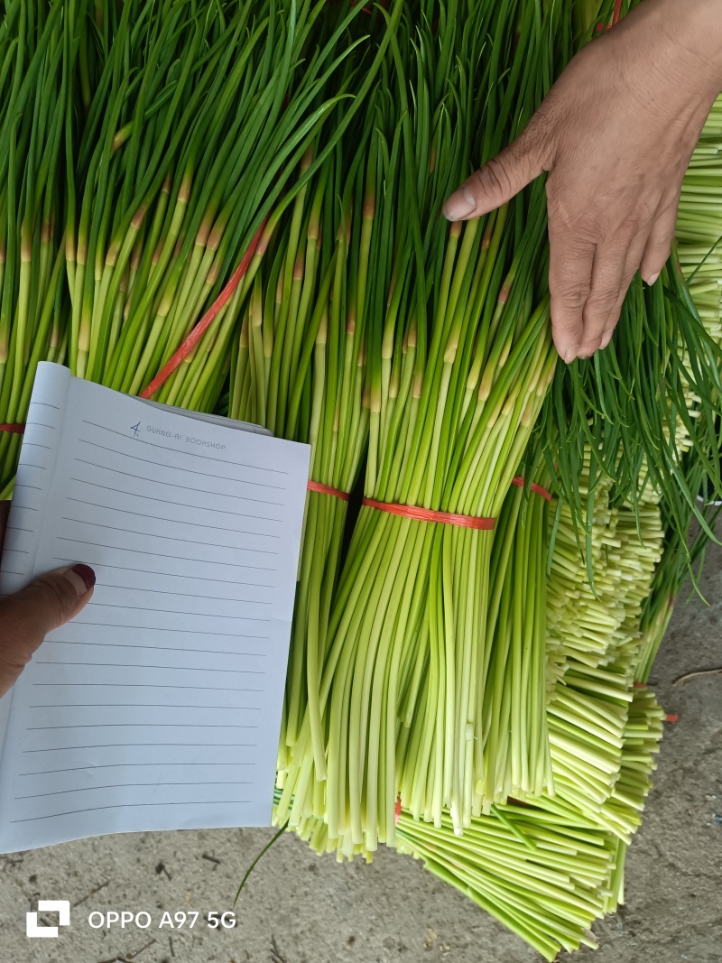 〔优选〕山东红帽蒜薹/冷库蒜苔/产地现摘现发货/对接电商