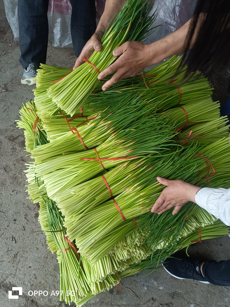 〔优选〕山东红帽蒜薹/冷库蒜苔/产地现摘现发货/对接电商