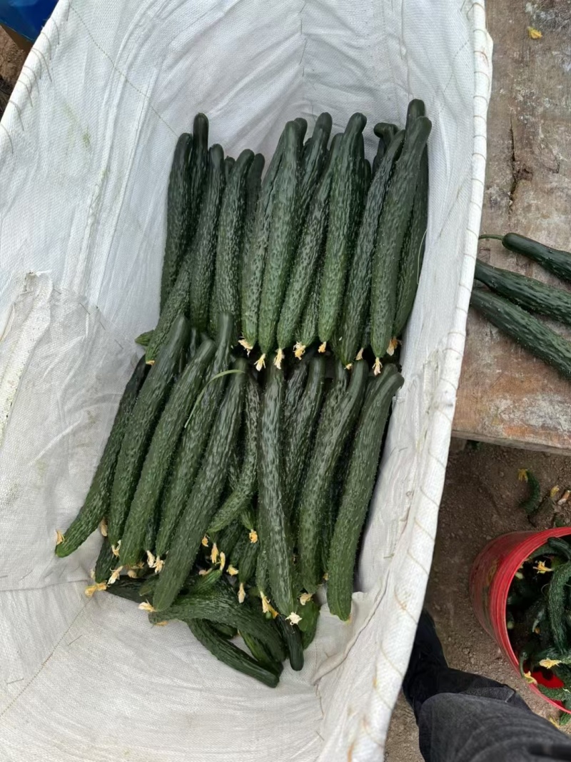 夏邑密刺黄瓜，河南黄瓜，大量供应电商市场