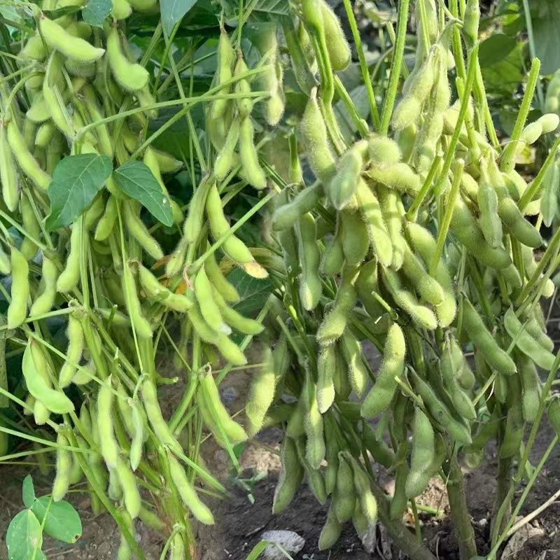 浙农8号鲜食毛豆种子高产优质白花绿荚原装种子审定大豆种子
