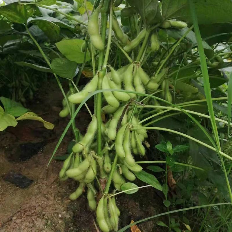 浙农8号鲜食毛豆种子高产优质白花绿荚原装种子审定大豆种子