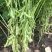 浙农8号鲜食毛豆种子高产优质白花绿荚原装种子审定大豆种子