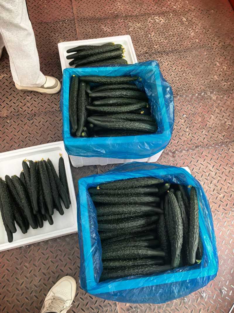 夏邑密刺黄瓜，河南黄瓜，大量供应电商市场