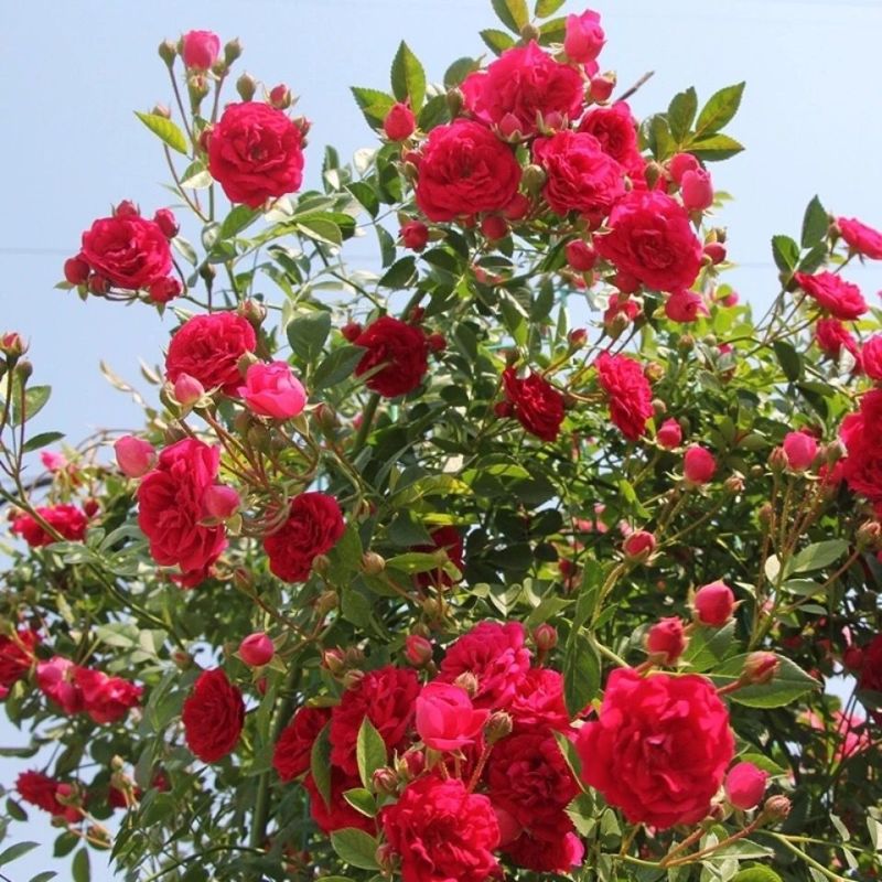 四季红木香特大爬藤植物甜蜜黄木香庭院阳台多季开花藤本花卉