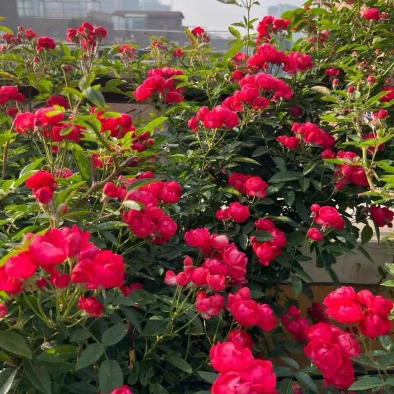 四季红木香特大爬藤植物甜蜜黄木香庭院阳台多季开花藤本花卉