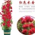 四季红木香特大爬藤植物甜蜜黄木香庭院阳台多季开花藤本花卉