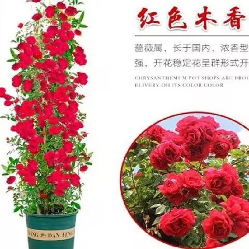 四季红木香特大爬藤植物甜蜜黄木香庭院阳台多季开花藤本花卉