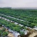 新鲜采摘羽衣甘蓝，健康好选择，营养丰富助力美味餐桌！
