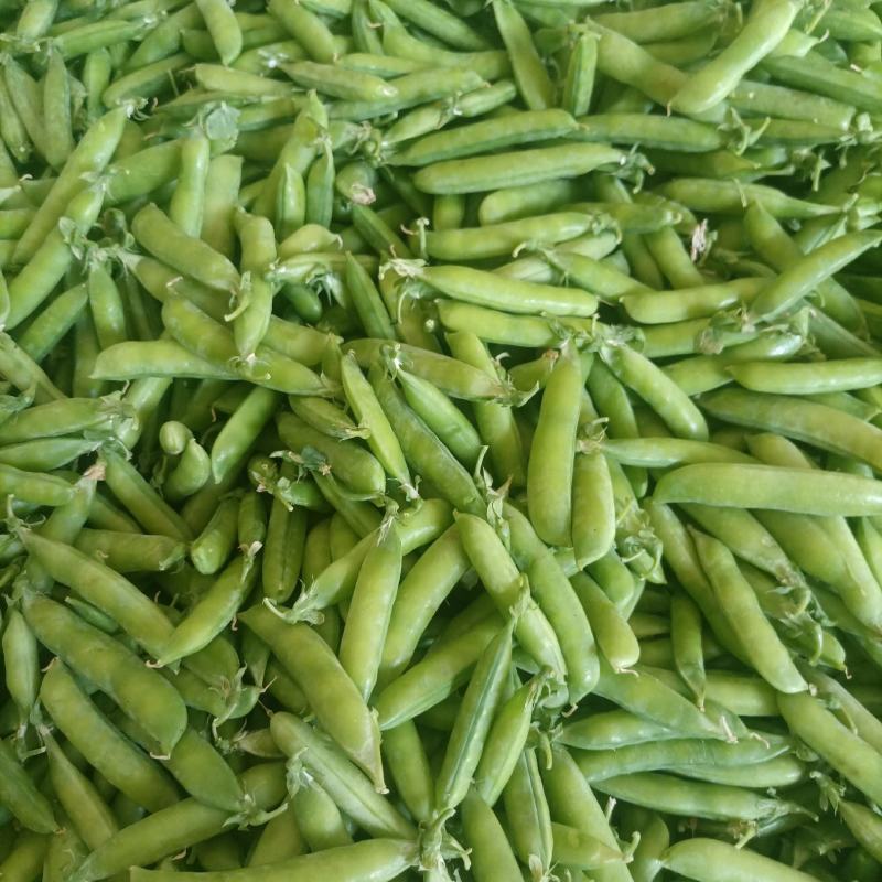 新野精品豌豆荚大量上市，中豌6号9号长寿仁质量好颗粒饱满
