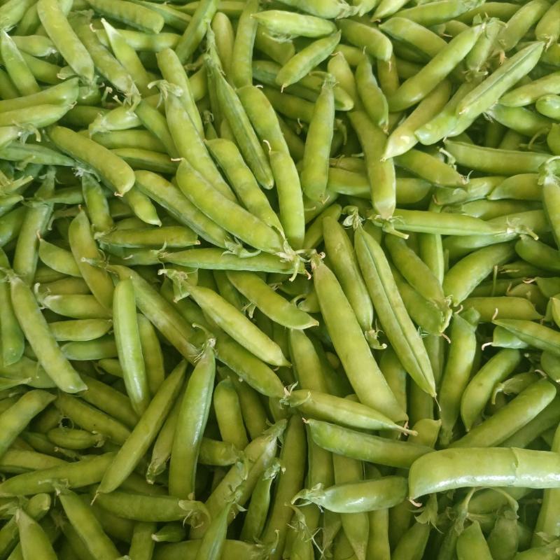 新野精品豌豆荚大量上市，中豌6号9号长寿仁质量好颗粒饱满
