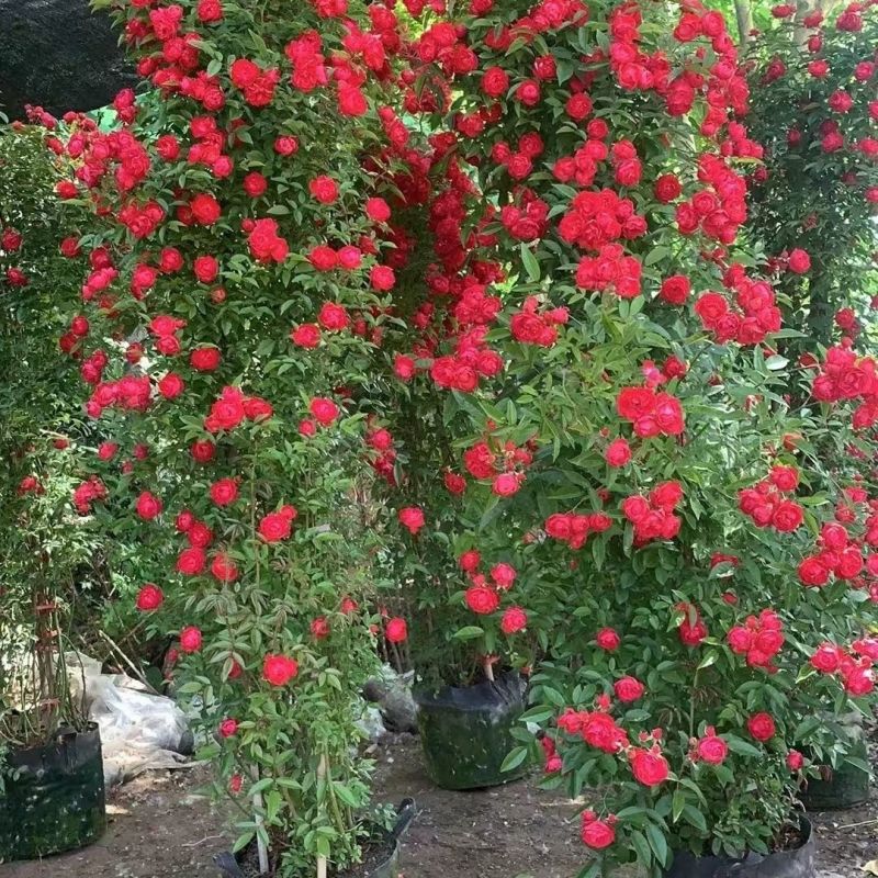 四季红木香特大爬藤植物甜蜜黄木香庭院阳台多季开花藤本花卉