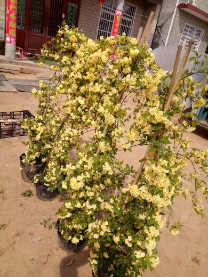 黄木香花大苗爬藤植物浓香四季红木香蔷薇花苗庭院白木香