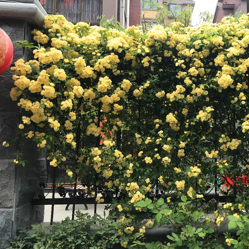 黄木香花大苗爬藤植物浓香四季红木香蔷薇花苗庭院白木香