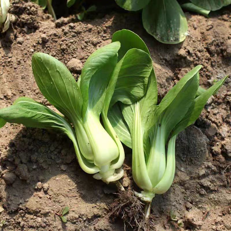 炎霸青梗菜种子耐热耐雨青梗菜种籽夏秋季耐高温不拔节上海青