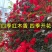 红木香花四季红色爬藤植物特大花苗盆栽攀爬浓香花卉黄木香七