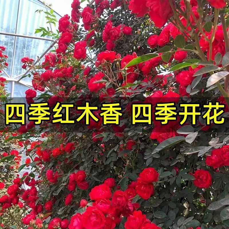 红木香花四季红色爬藤植物特大花苗盆栽攀爬浓香花卉黄木香七