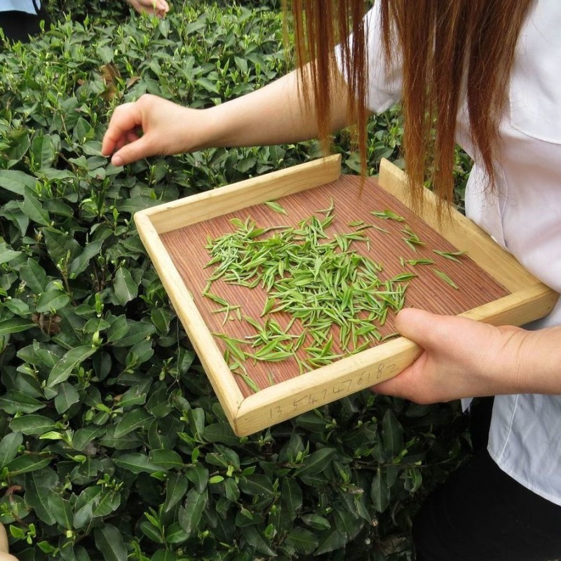1斤明前新茶毛尖高山绿茶毛尖明前新茶毛尖