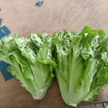 生菜