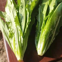 精品油麦菜