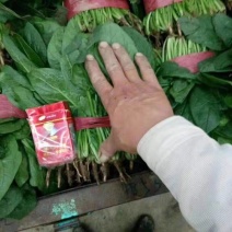 精品菠菜