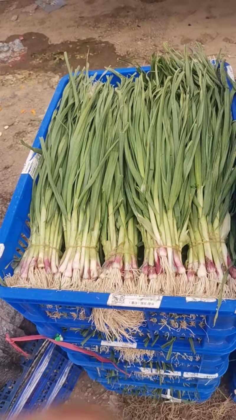 红皮蒜苗