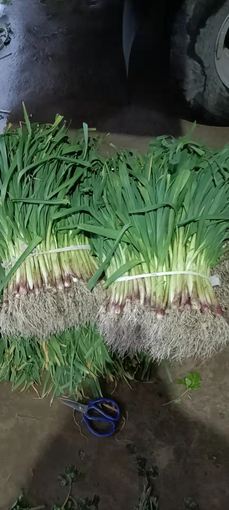 红皮蒜苗