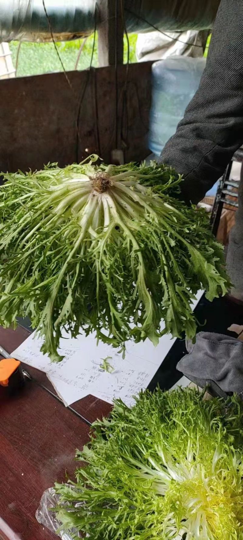 精品苦菊
