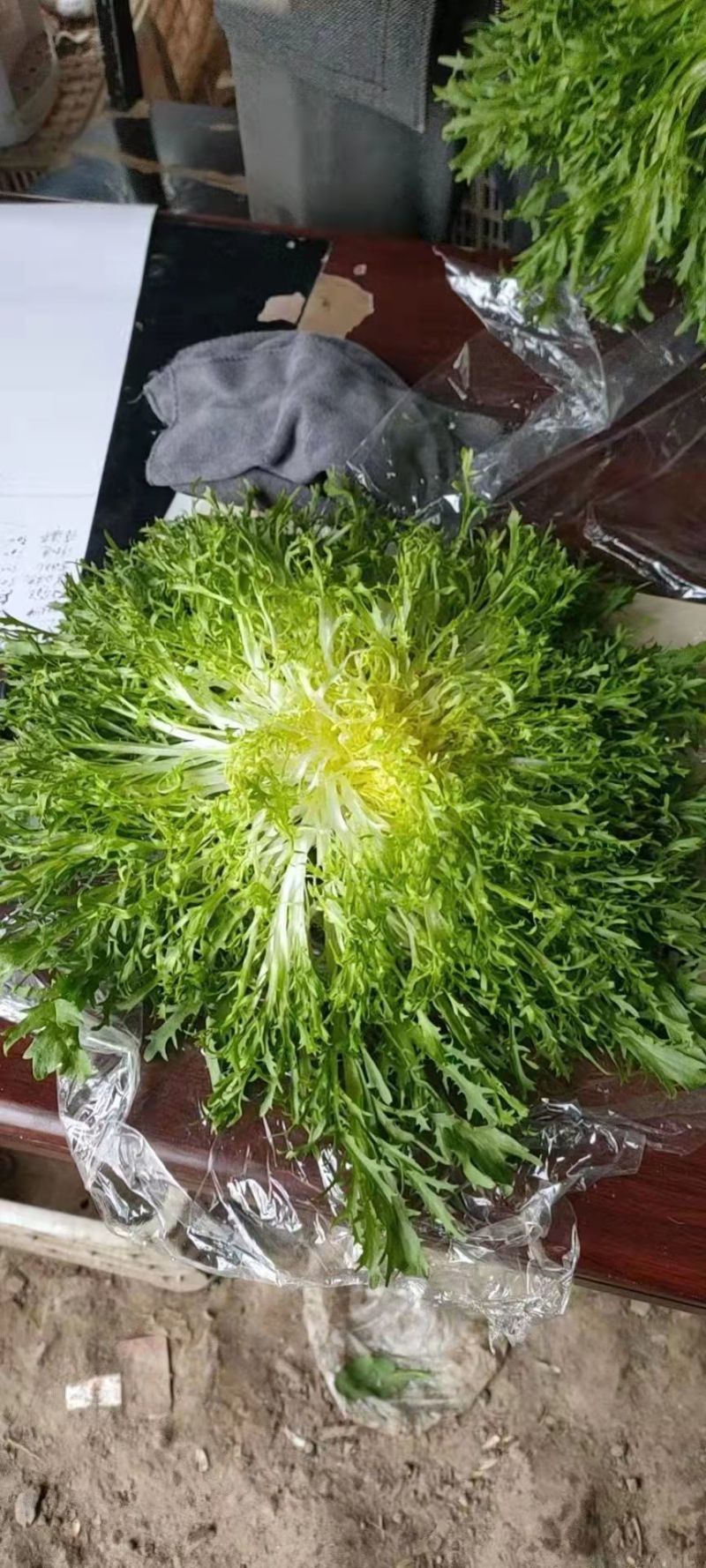 精品苦菊