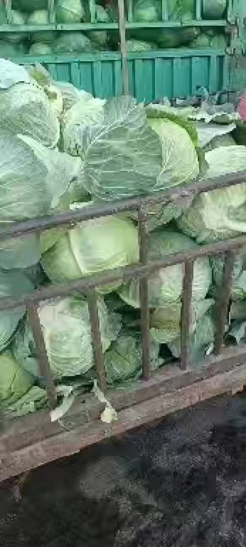 精品甘蓝