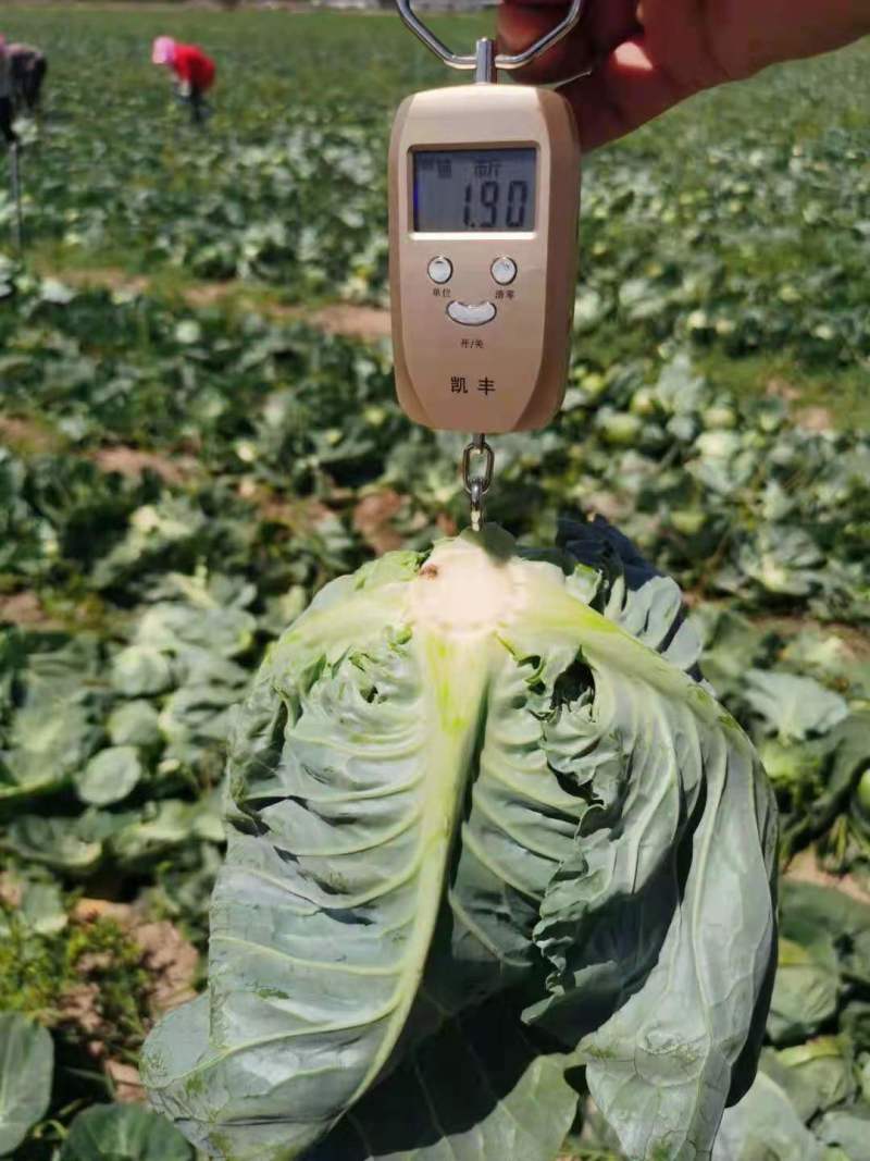 精品甘蓝