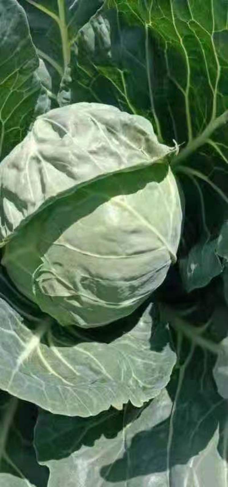精品甘蓝