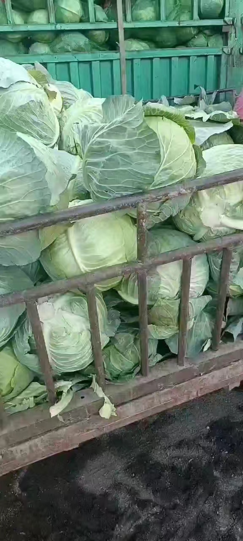 精品甘蓝