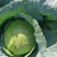精品甘蓝