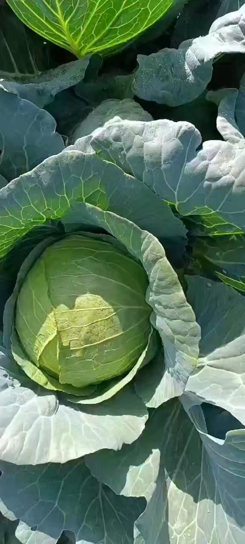 精品甘蓝