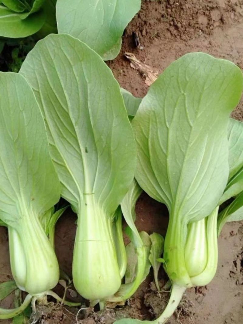 热火九号青菜种子杂交一代耐热耐湿直立束腰青梗菜籽春夏秋蔬