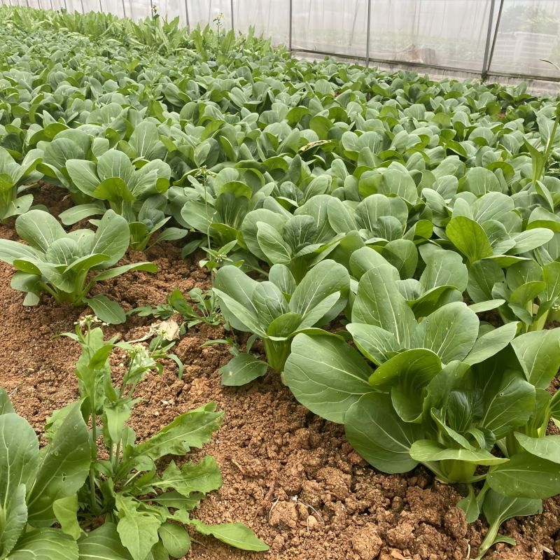 热火九号青菜种子杂交一代耐热耐湿直立束腰青梗菜籽春夏秋蔬