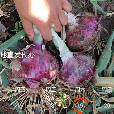 二红半高装洋葱，日产百吨，价格低电商**，可打包分拣
