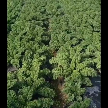 羽衣甘蓝