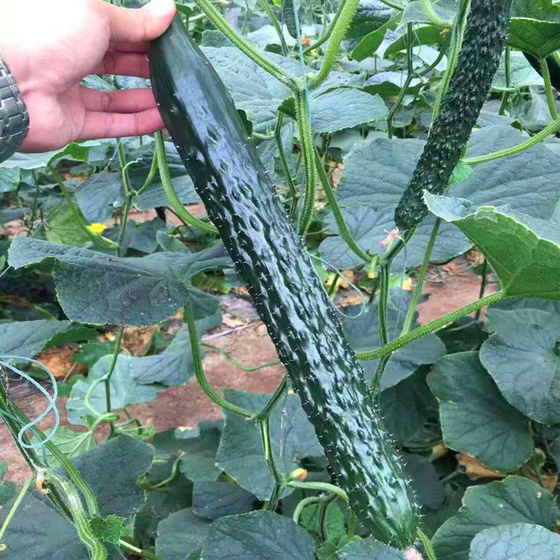 夏秋胜美油亮型黄瓜种子高产耐高温绿瓤短把密刺抗病强