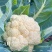 青邦花菜，价格大落，可代发，分拣，打包需要的老板找住机会