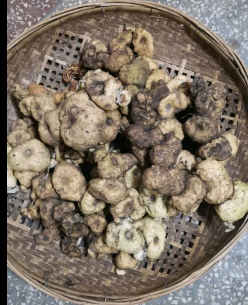 云南滇黄精野生黄精新鲜老虎姜多花黄精鸡头黄精产地直发包邮