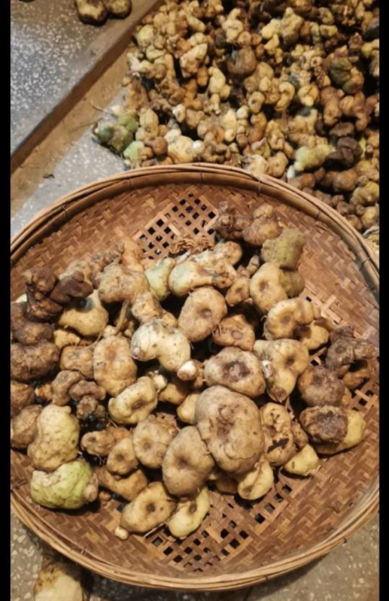 云南滇黄精野生黄精新鲜老虎姜多花黄精鸡头黄精产地直发包邮