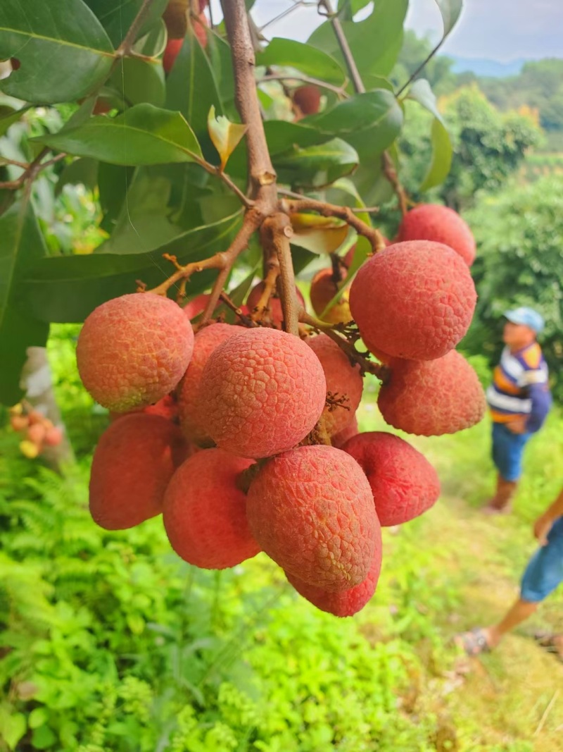 黑叶荔枝妃子笑荔枝桂花香荔枝新鲜上市支持电商代发支持批发
