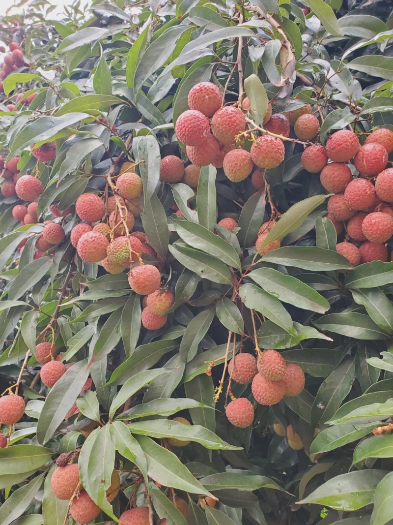 黑叶荔枝妃子笑荔枝桂花香荔枝新鲜上市支持电商代发支持批发