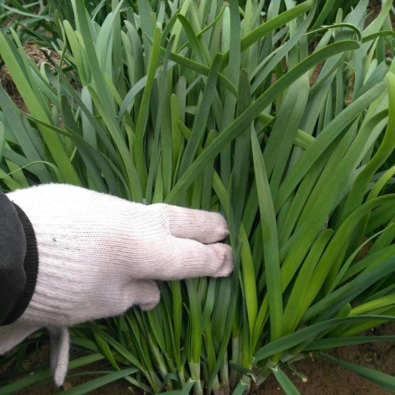 金星韭红紫根韭菜种子红根韭菜种子抗寒高抗冬季春季蔬菜大田