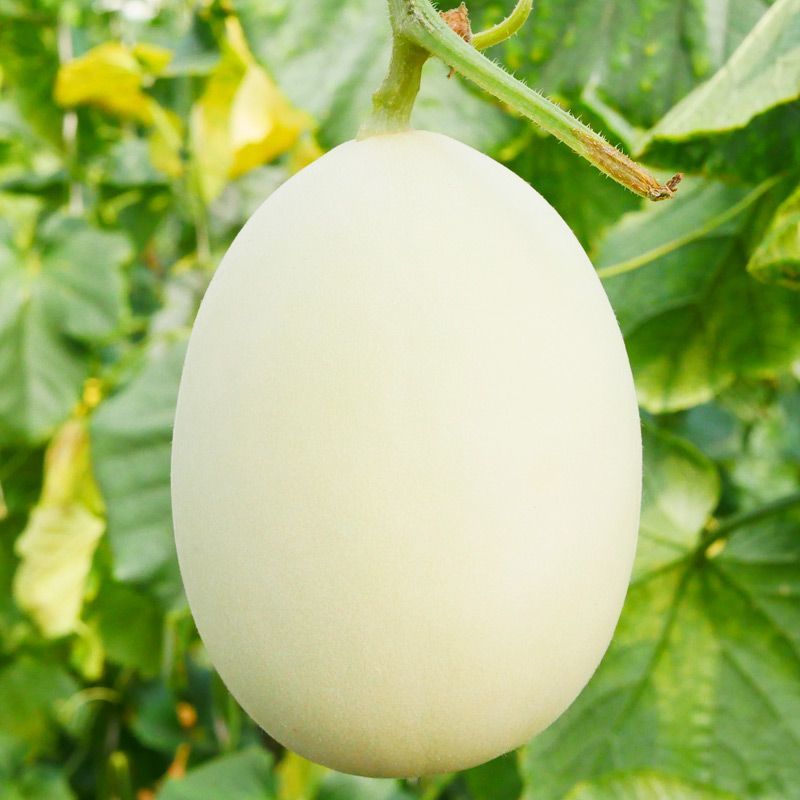 玉如意玉菇甜瓜种子白皮绿肉超甜冰淇淋香玉姑哈密瓜中熟