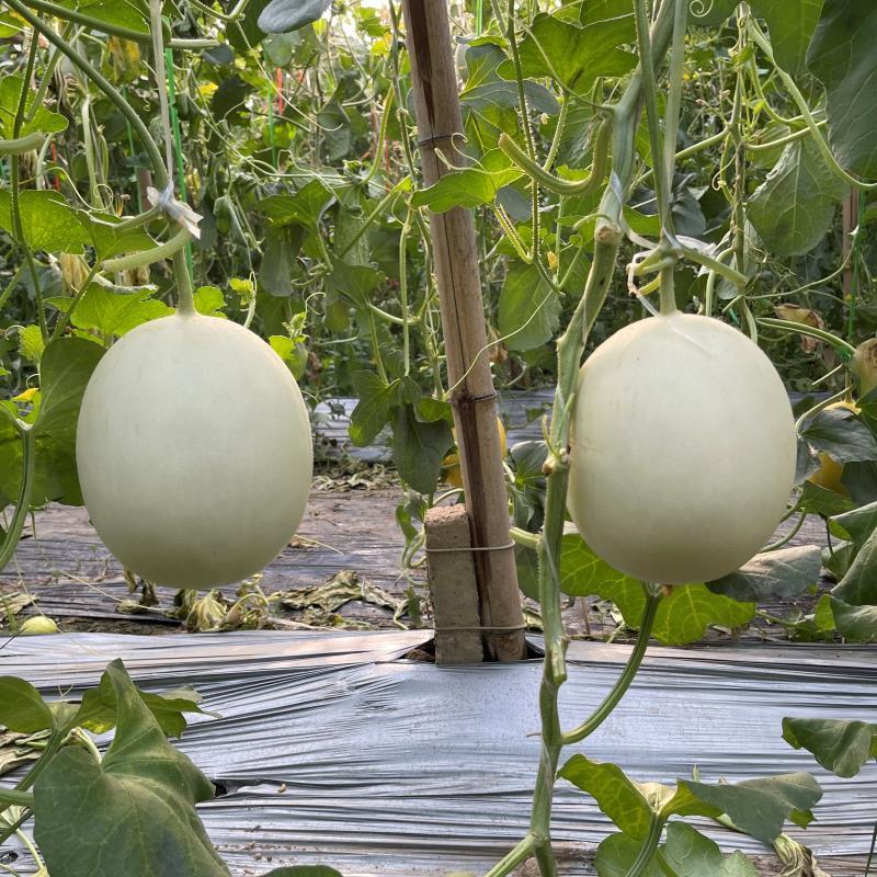 玉如意玉菇甜瓜种子白皮绿肉超甜冰淇淋香玉姑哈密瓜中熟