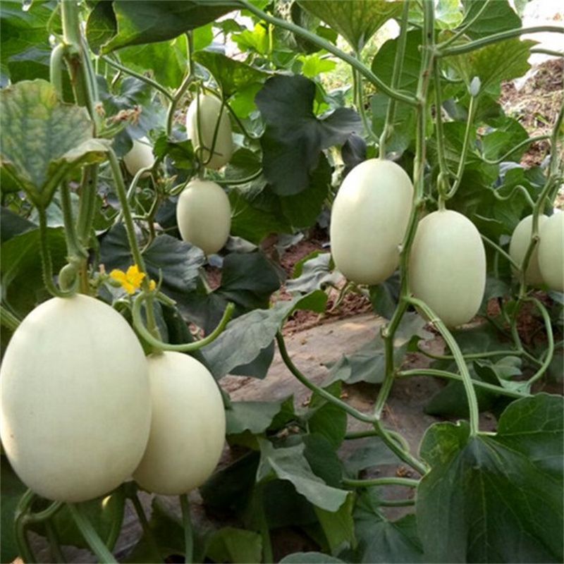 玉如意玉菇甜瓜种子白皮绿肉超甜冰淇淋香玉姑哈密瓜中熟