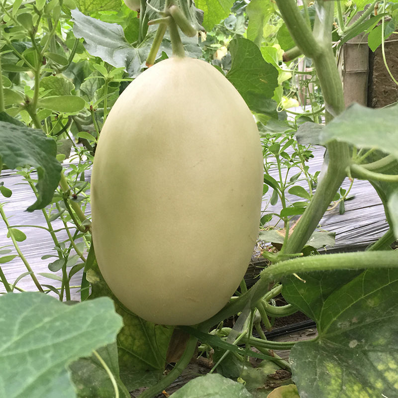 玉如意玉菇甜瓜种子白皮绿肉超甜冰淇淋香玉姑哈密瓜中熟