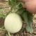 玉如意玉菇甜瓜种子白皮绿肉超甜冰淇淋香玉姑哈密瓜中熟